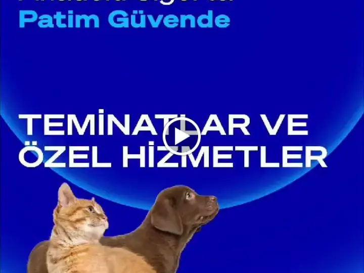 Çin Sigorta