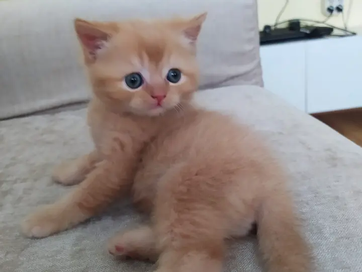 Engin Can Akyüz Sigorta ara.hiz.ltd.sti