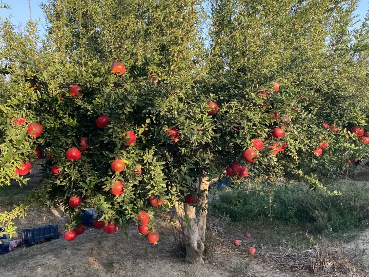 Gençler Ziraat Aletleri