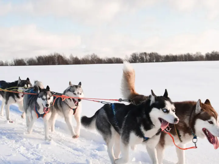 Kargosor Teknoloji ve Lojistik Limited Şirketi