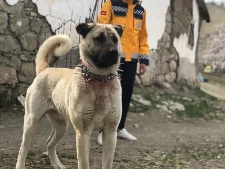 Talaz Malikanesi (Enes Arda Talaz)