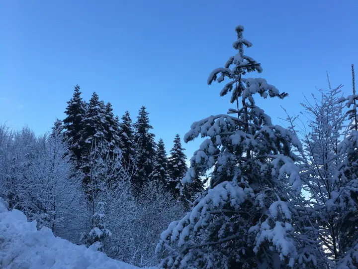 Teknik Oto Bakım Servisi